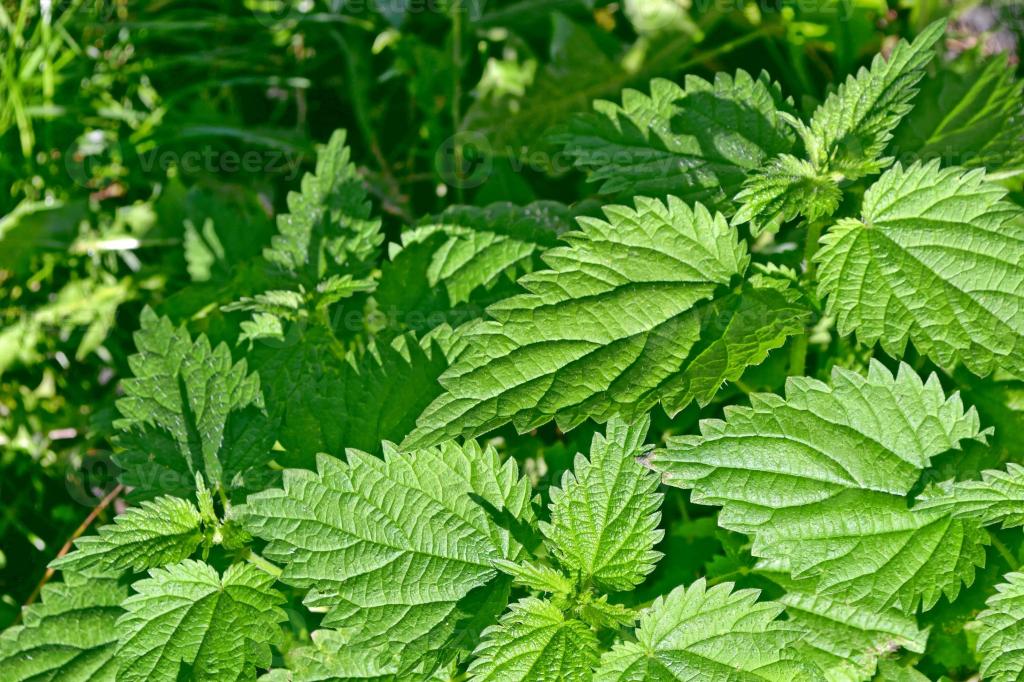 Csalán A csalánt régóta használják fájdalomcsillapító és gyulladáscsökkentő tulajdonságai miatt. Reumás és ízületi panaszoknál is hatékonynak tartják, leveleit és gyökerét gyakran teaként alkalmazzák. Külsőleg borogatásként is használható, ahol természetes módon támogatja a bőr és a szövetek megnyugvását.